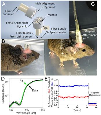 Fiberoptic hemodynamic spectroscopy reveals abnormal cerebrovascular reactivity in a freely moving mouse model of Alzheimer’s disease